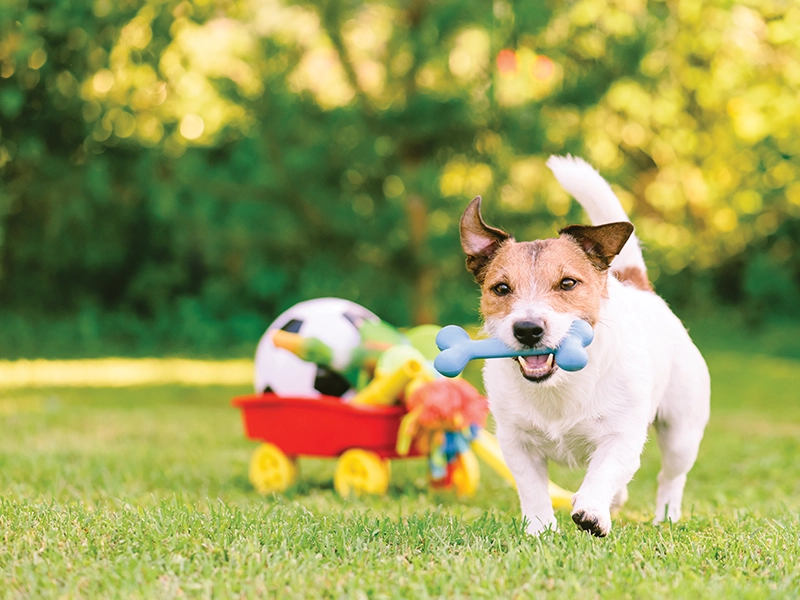 Pets Garden